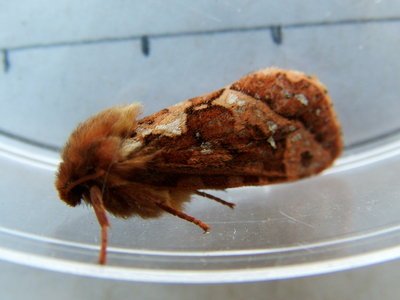 Map-winged Swift